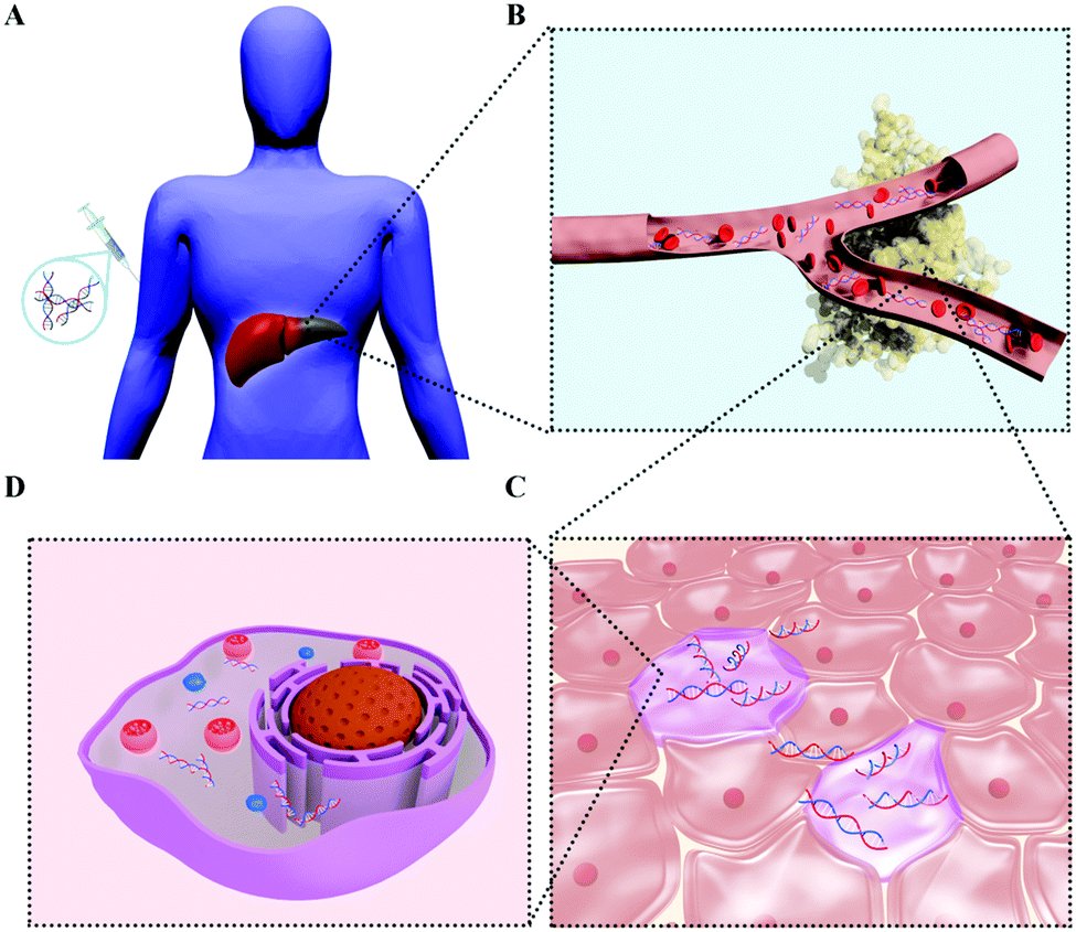 Biologia - sistema reticuloendotelial