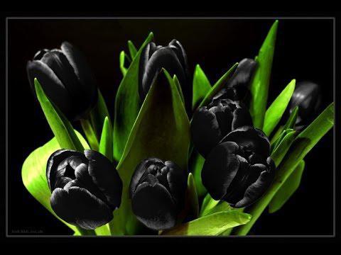 Tulpenkönig der Nacht