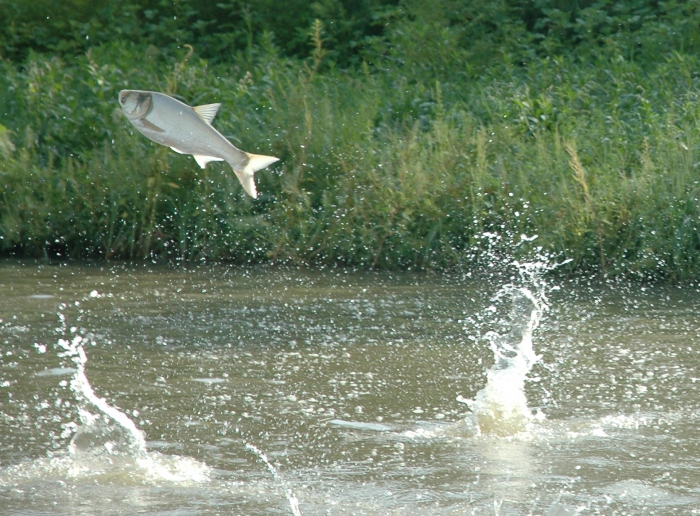 Geschäftsplan für die Fischerei