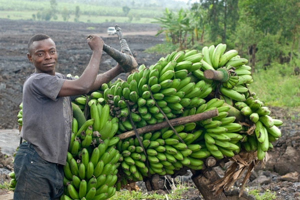 produtor de banana