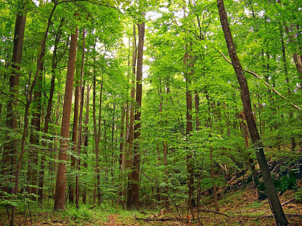 Território florestal