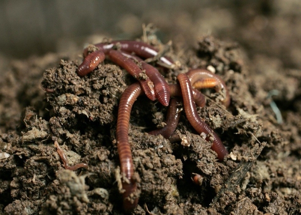 produção de biohumus