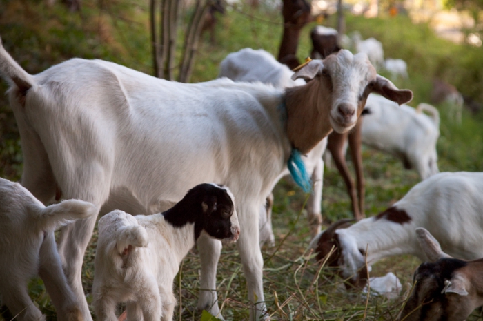 Ziegenfarm Businessplan