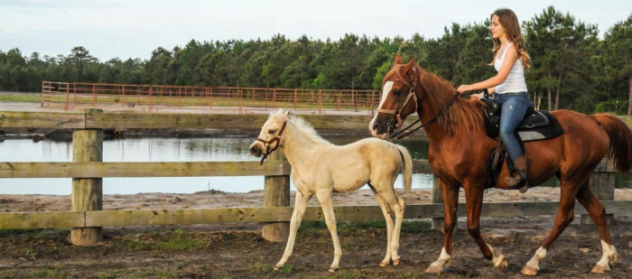 criação de cavalos como um negócio