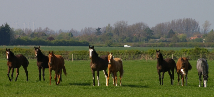 criação de cavalos