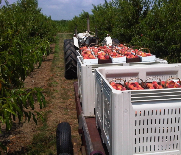 ideias de negócio na agricultura