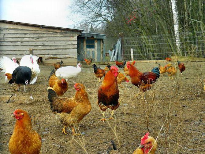 idéias de negócios agrícolas