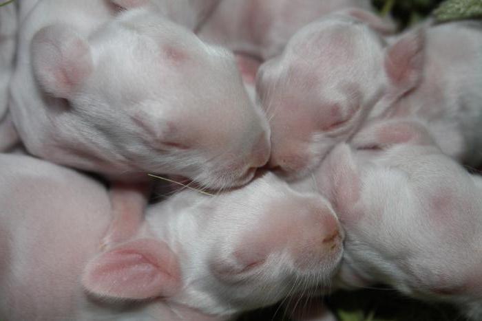 criação de coelhos em um poço em casa