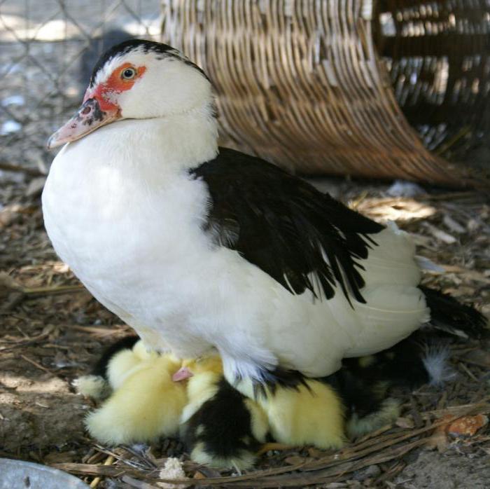 criação de pato almiscarado