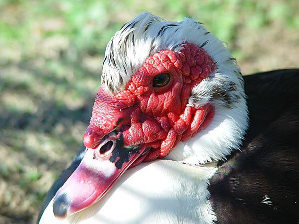 Patos almiscarados reprodução em casa