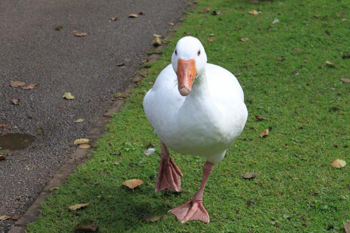 Rasse der Gänse Linda