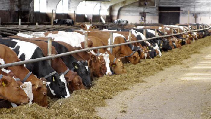 Criando vacas como um negócio