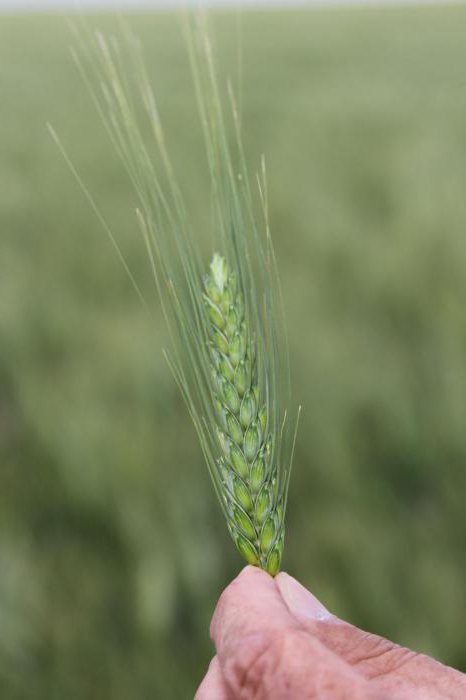 tecnologia de crescimento de trigo de inverno