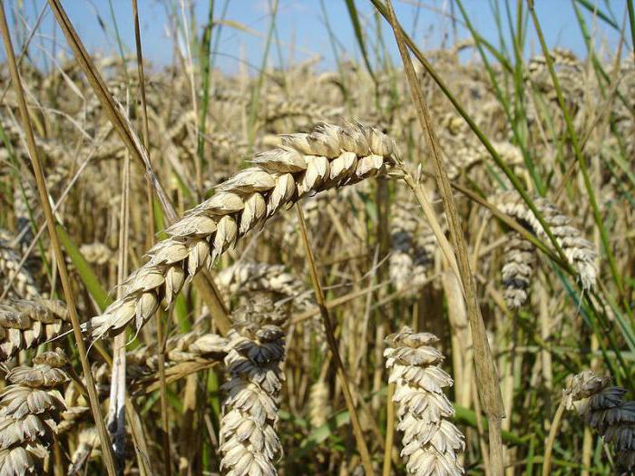 áreas de cultivo de trigo