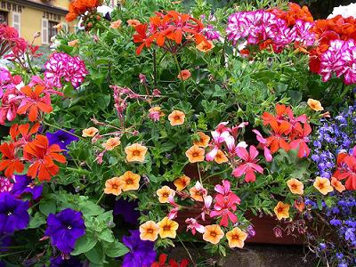 wachsende Blumen zum Verkauf in einem Gewächshaus