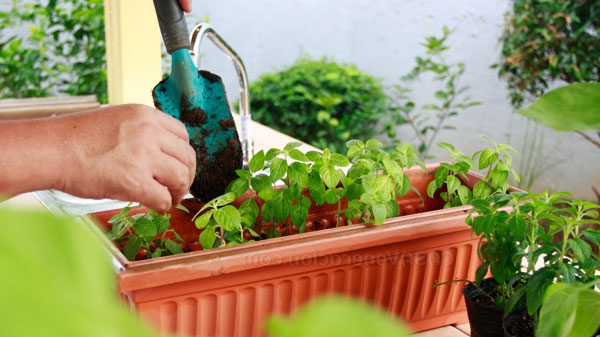 Blumen wachsen zu Hause