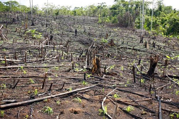 Reclamar sobre a derrubada de árvores