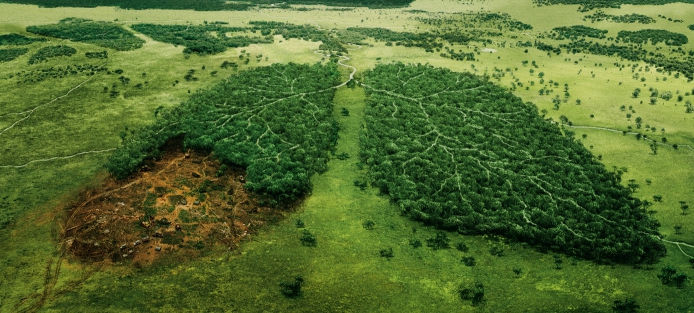 questão ambiental do desmatamento