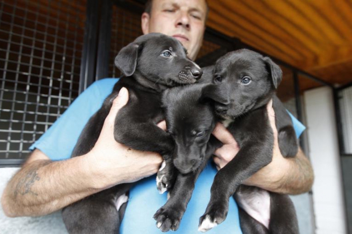 criação de cães como um negócio