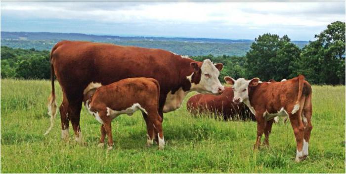 o que significa um animal produtivo