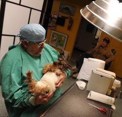 serviços veterinários em casa