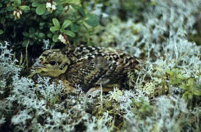 Kostomuksha Reserve Foto