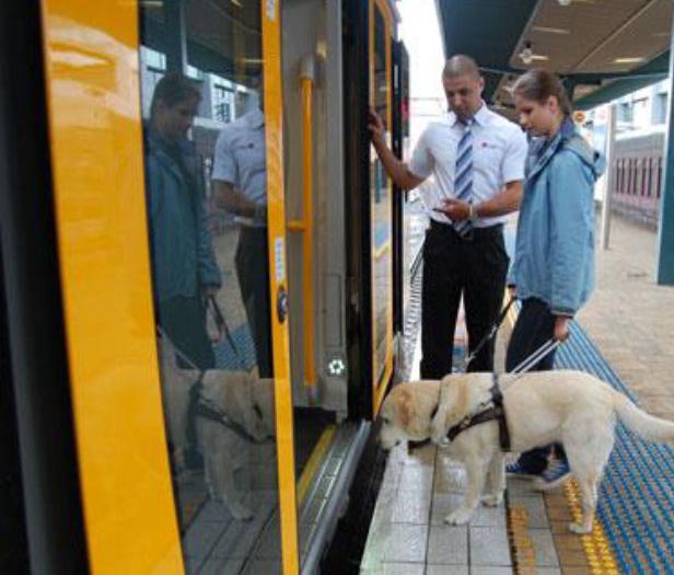 regras de transporte de animais