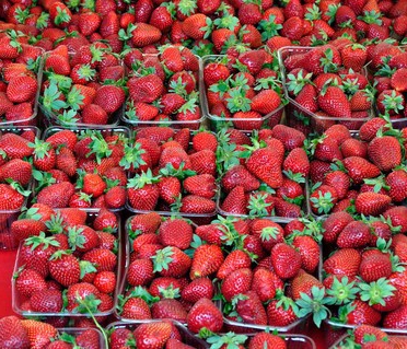 tecnologia para o cultivo de morangos no campo aberto