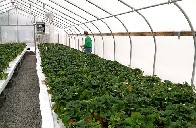 Anbau von Erdbeeren in einem Gewächshaus