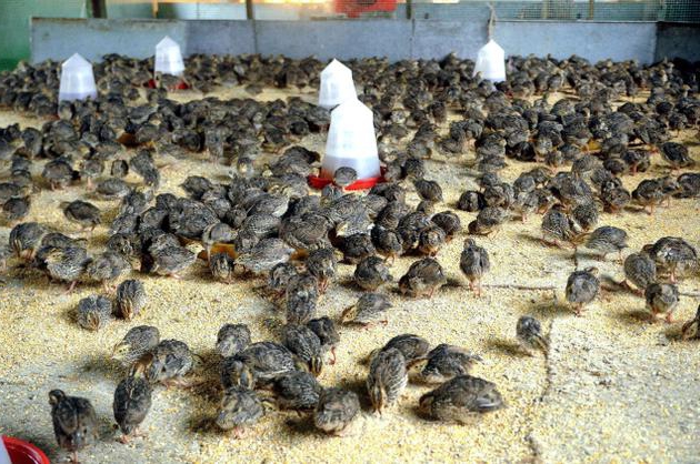 plano de negócios da fazenda de codornas