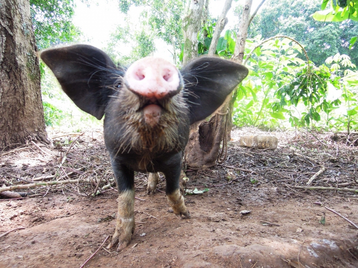 produção de ração animal