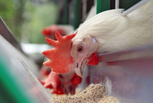 wie man ein Tierfuttergeschäft eröffnet