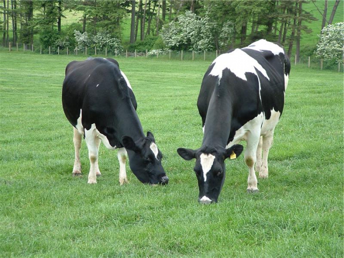 staatliche Registrierung der bäuerlichen Landwirtschaft