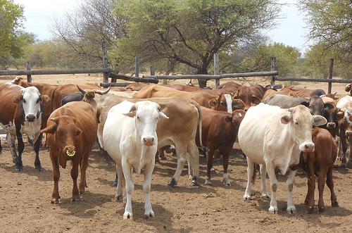 produção de carne bovina