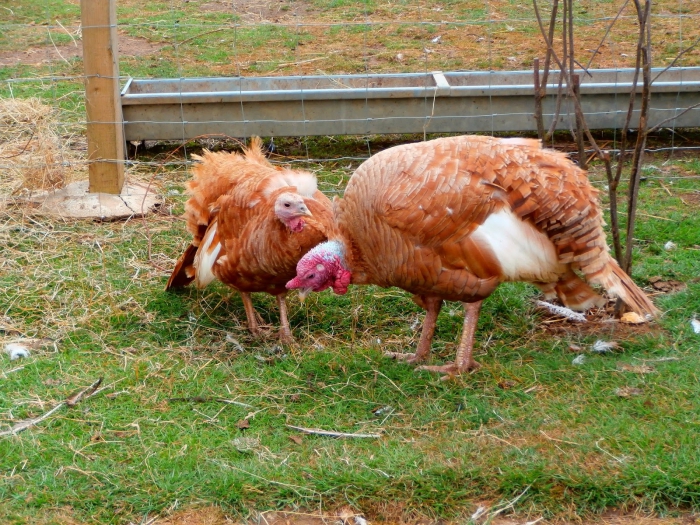 fazenda de frango em casa