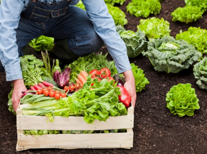 negócios de frutas e vegetais