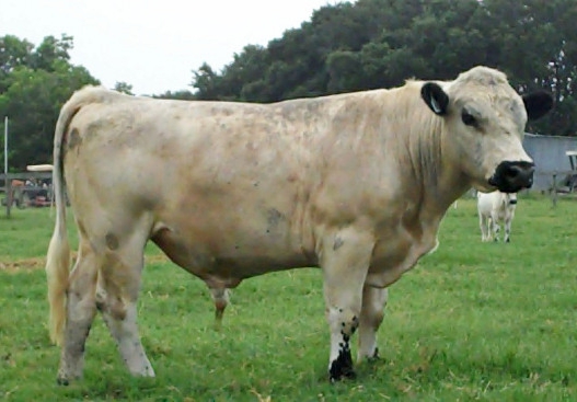 Zuchtbullen für Fleisch als Geschäft