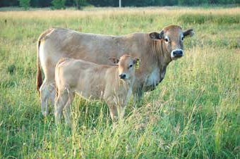 Zuchtbullen für Fleisch