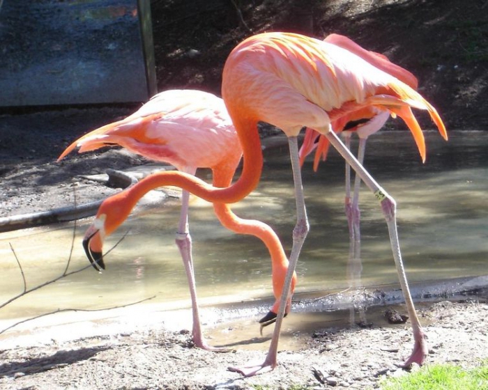 comprar animais para o zoológico