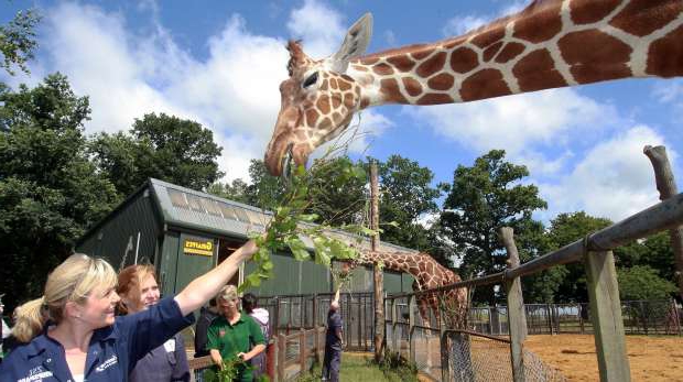 Zoo Geschäftsplan