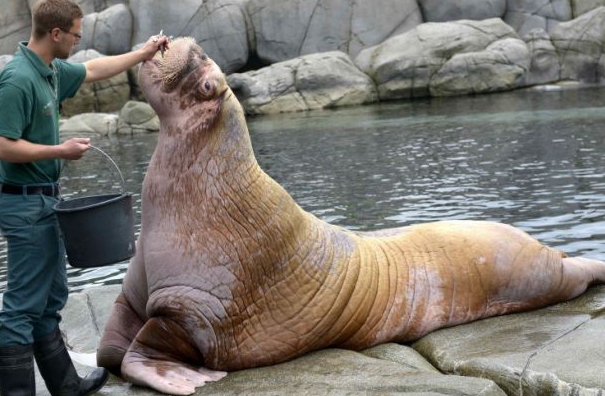 animais para um mini zoológico