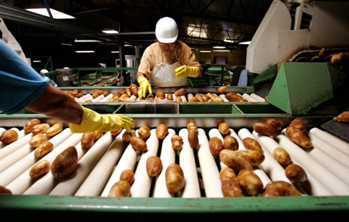 processamento de batata