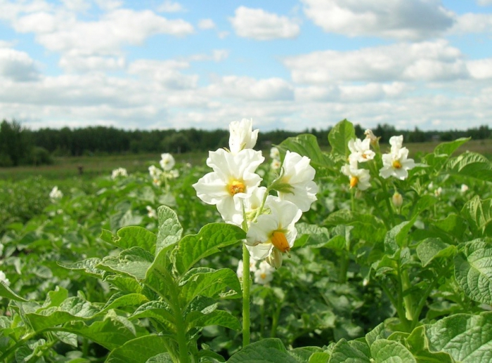 cultivo de batatas como um negócio