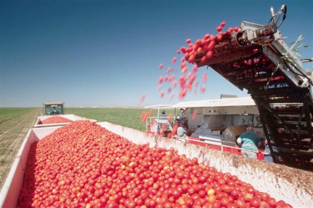 embalagem de pasta de tomate