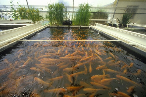 carpa agricultura como um negócio