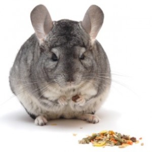 Chinchillas Zuchtgeschäft