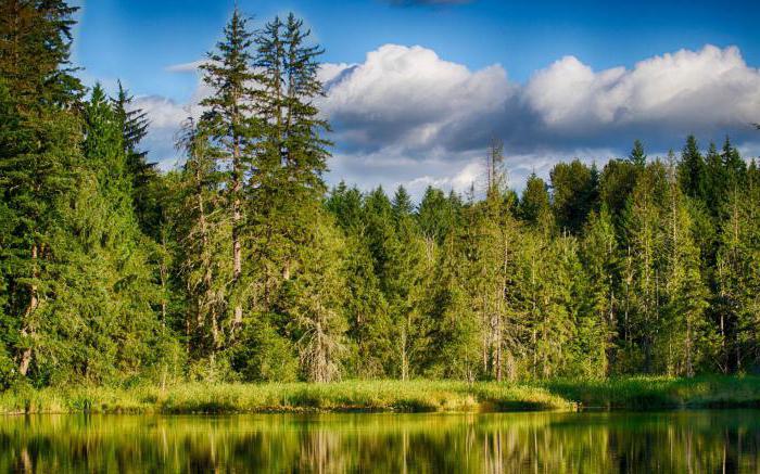 drei Arten von Wäldern in der Waldzone