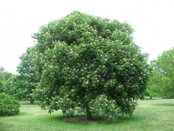 determinar o tipo de floresta