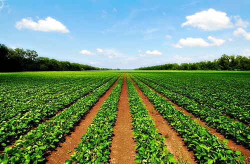 Vorkaufsrecht für landwirtschaftliche Flächen