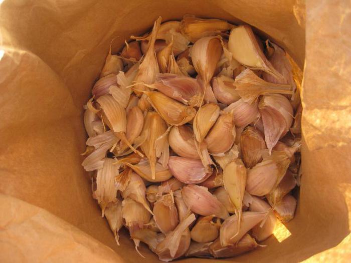 Anbau von Knoblauch im Freien